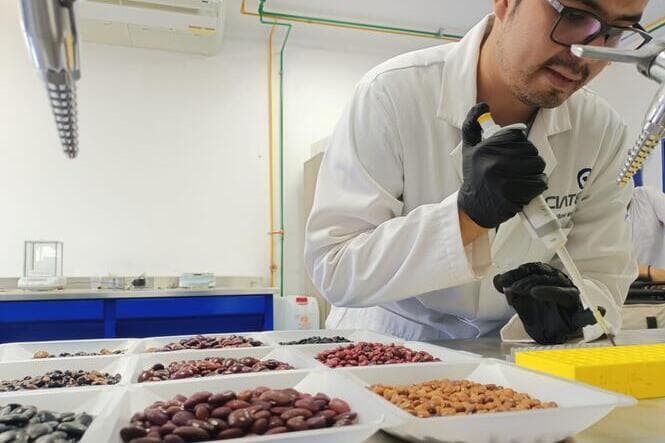 Scientist reviewing bean research